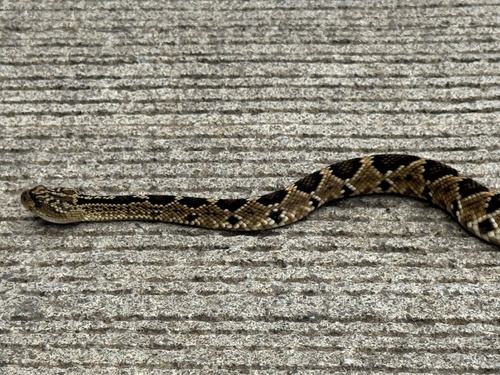 Totonacan Rattlesnake