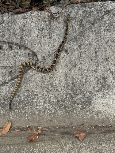 Totonacan Rattlesnake