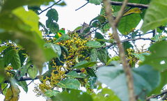 Chlorophonia flavirostris