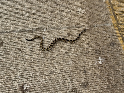Totonacan Rattlesnake