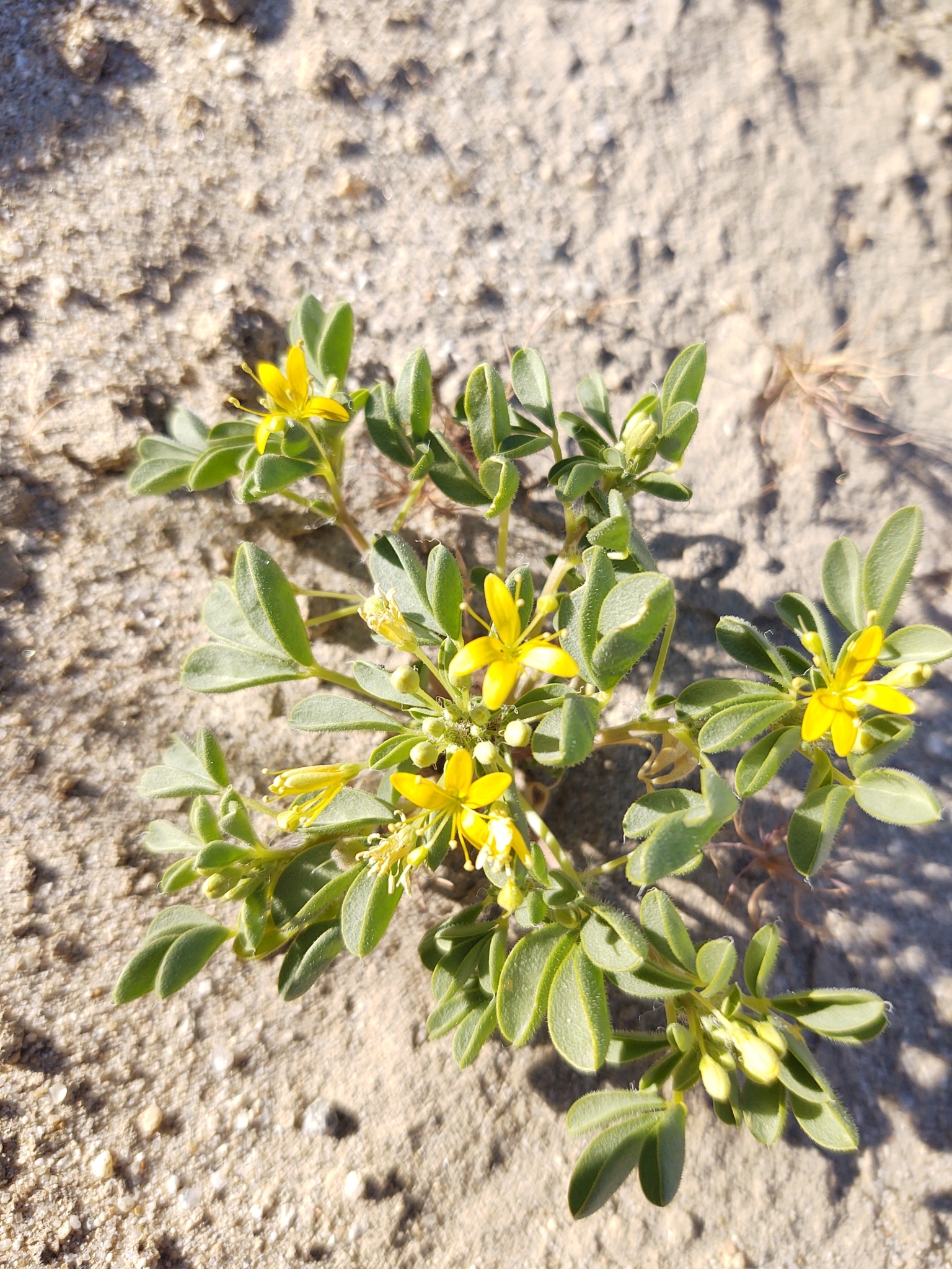 Cleomella obtusifolia