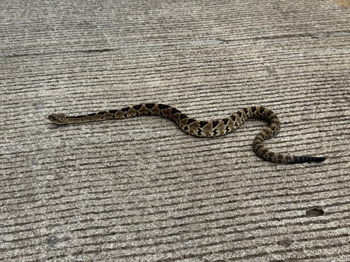 Totonacan Rattlesnake