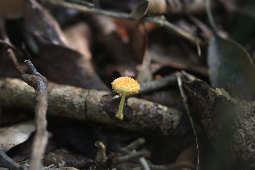 Cyptotrama asprata · March 2026 · photo: © sofiazed1 (iNaturalist, cc-by)