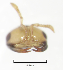 Odontofroggatia galili