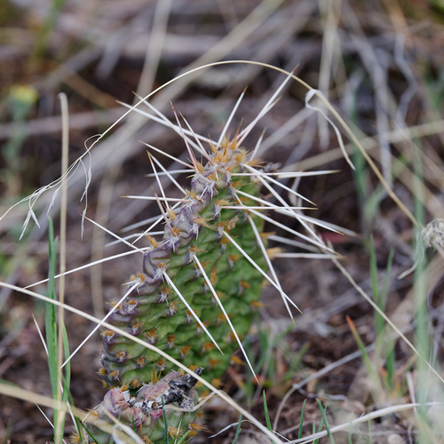prairie pricklypear (Opuntia macrorhiza)