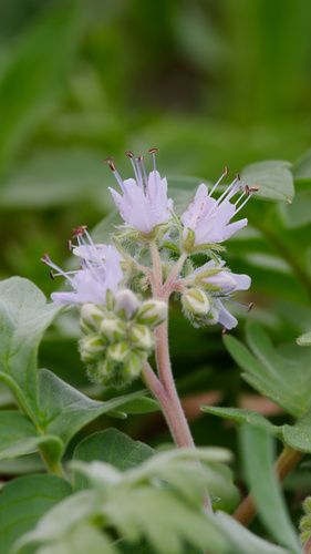 western waterleaf (Hydrophyllum occidentale)