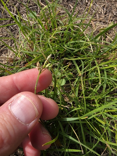 cedar sedge (Carex planostachys)