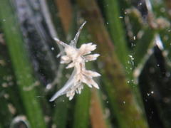 Eubranchus olivaceus