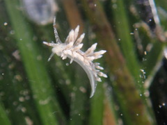 Eubranchus olivaceus