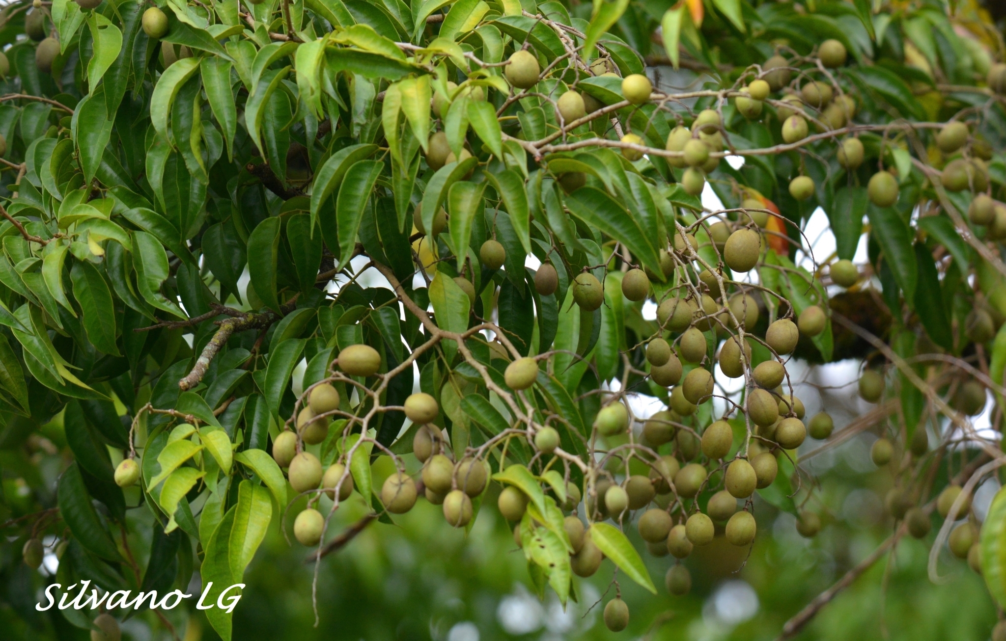 Dialium guianense