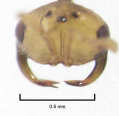 Odontofroggatia galili