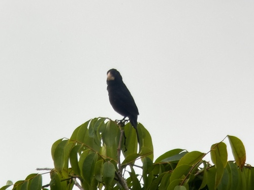 Nicaraguan Seed Finch (Sporophila nuttingi), photo 2