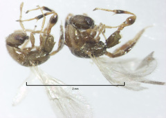 Odontofroggatia galili
