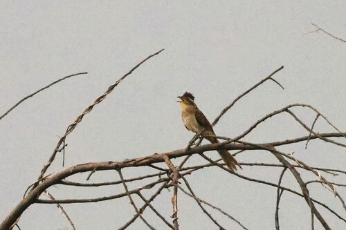 Striped Cuckoo (Tapera naevia), photo 8