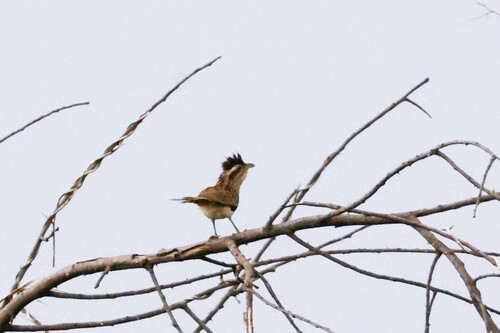 Striped Cuckoo (Tapera naevia), photo 9
