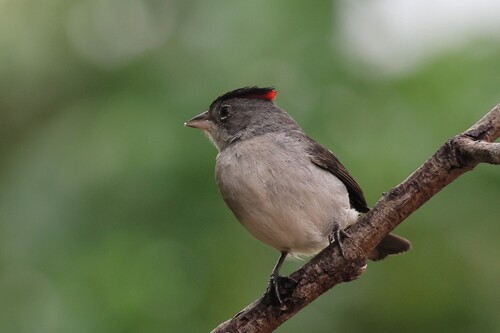 Grey Pileated Finch (Coryphospingus pileatus), photo 5