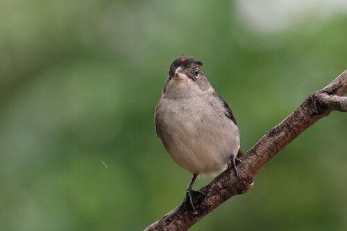 Grey Pileated Finch (Coryphospingus pileatus), photo 6