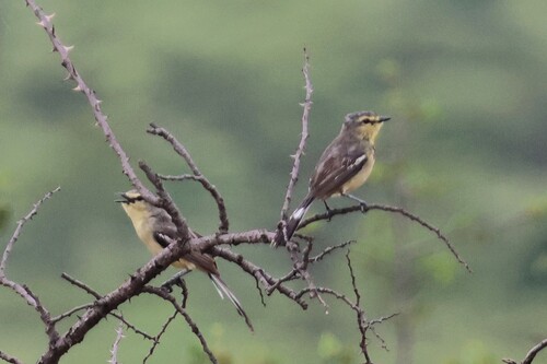 Greater Wagtail-Tyrant (Stigmatura budytoides), photo 4