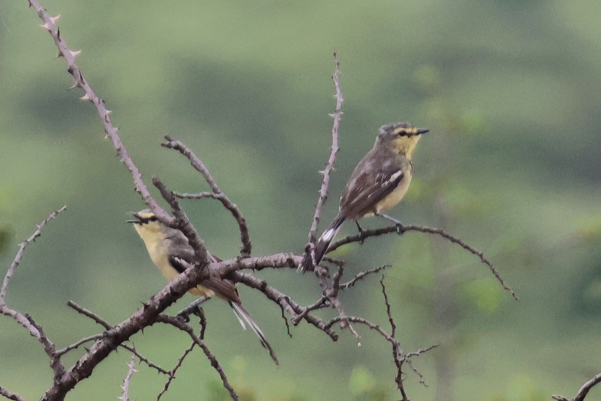 Greater Wagtail-Tyrant (Stigmatura budytoides), photo 6