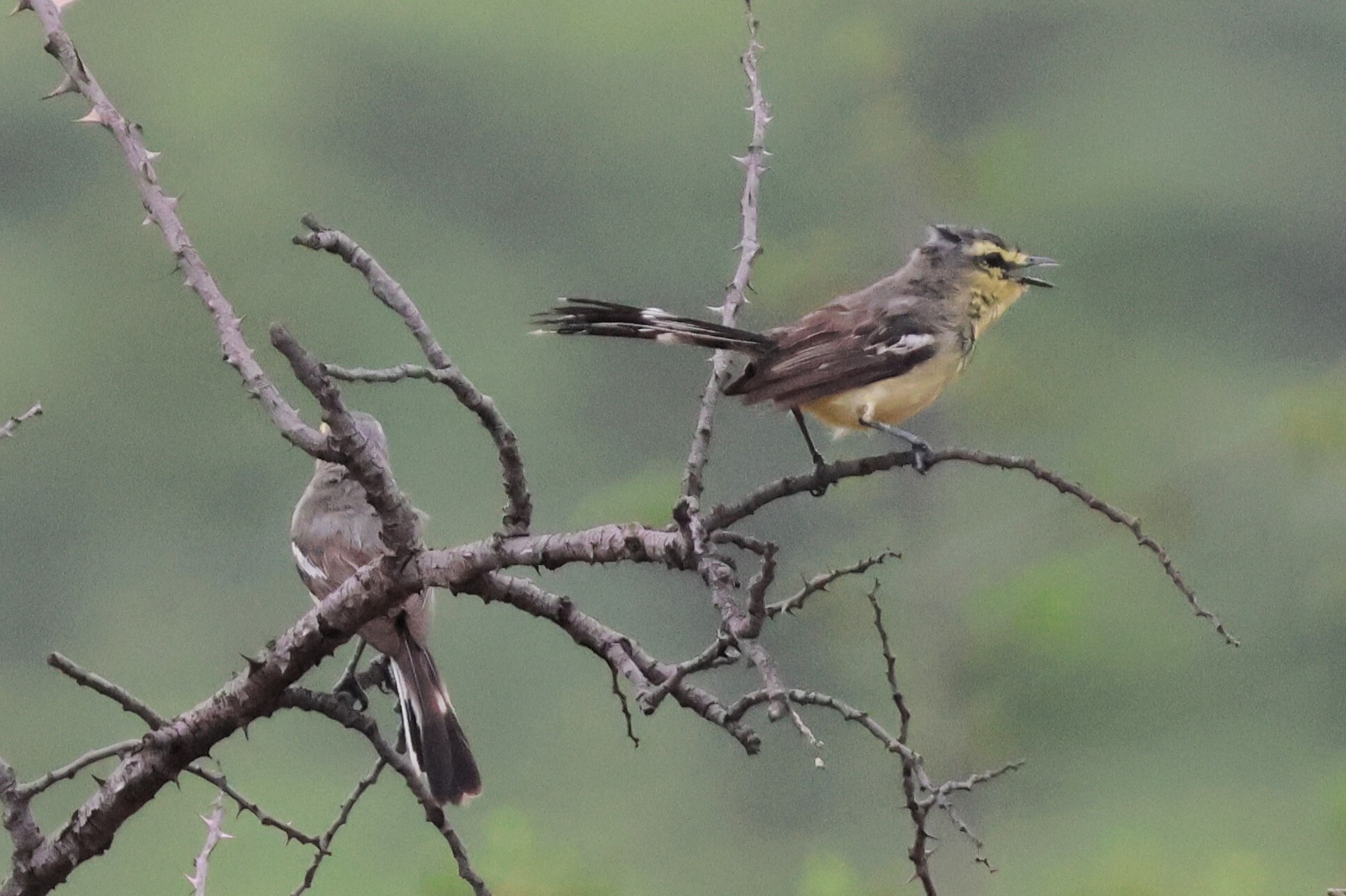 Greater Wagtail-Tyrant (Stigmatura budytoides), photo 5