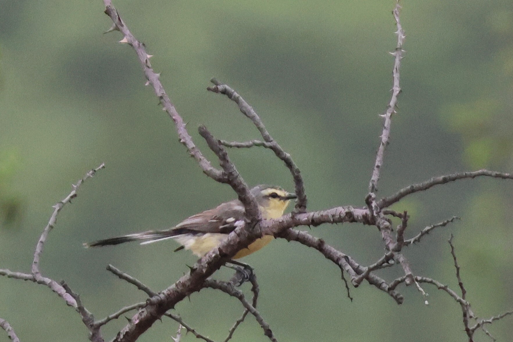 Greater Wagtail-Tyrant (Stigmatura budytoides), photo 7