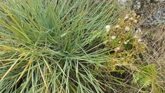 Aciphylla squarrosa squarrosa