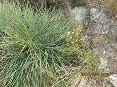 Aciphylla squarrosa squarrosa