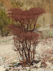 Eriogonum rixfordii