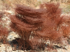 Eriogonum rixfordii