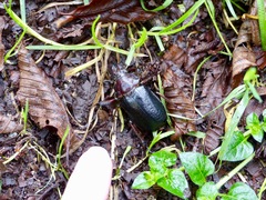 Sphaenognathus alticollis