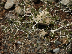Psorothamnus arborescens minutifolius