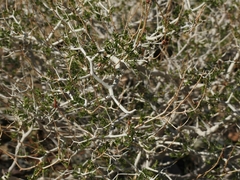 Psorothamnus arborescens minutifolius