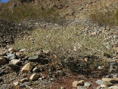 Psorothamnus arborescens minutifolius
