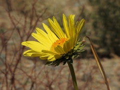 Enceliopsis covillei