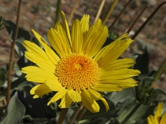 Enceliopsis covillei