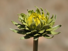 Enceliopsis covillei