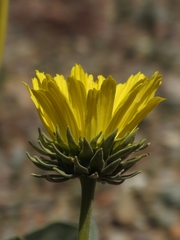 Enceliopsis covillei