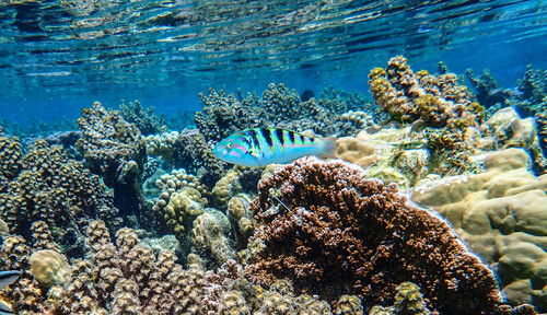 Thalassoma hardwicke