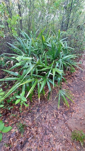 needle palm (Rhapidophyllum hystrix)