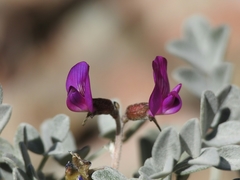 Astragalus mohavensis