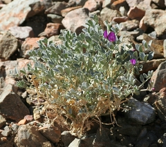 Astragalus mohavensis