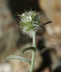 Cryptantha nevadensis