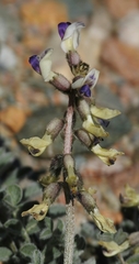 Astragalus layneae