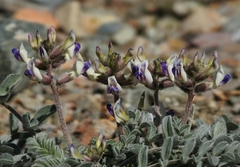Astragalus layneae