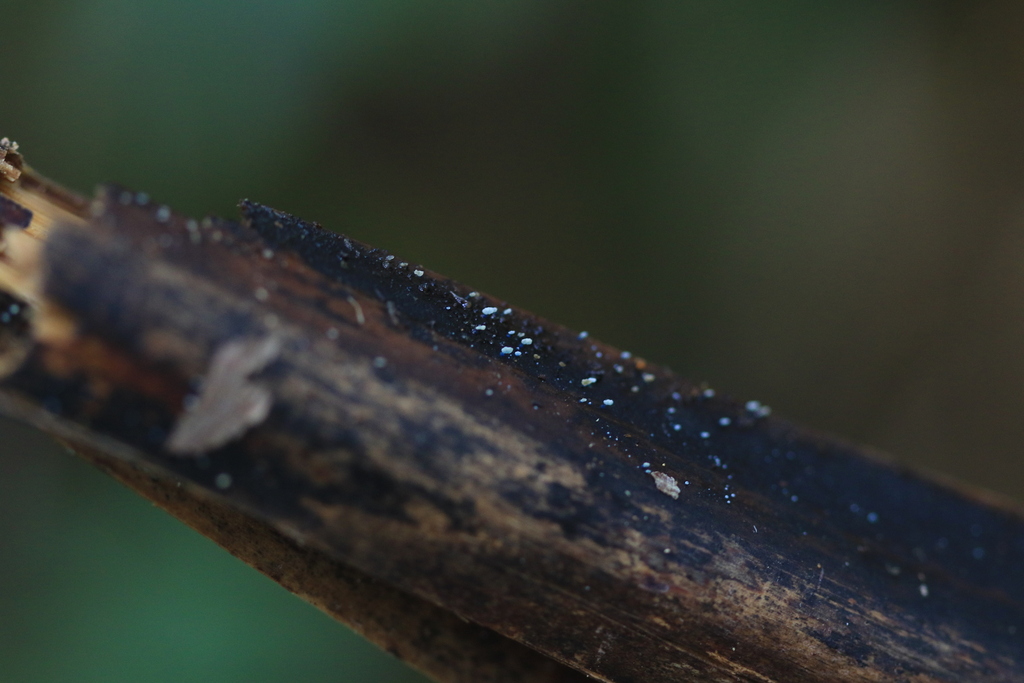 Mycena lazulina · March 2026 · photo: © sofiazed1 (iNaturalist, cc-by)