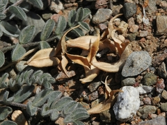 Astragalus layneae