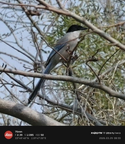 Azure-winged Magpie