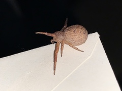 Xysticus ferox
