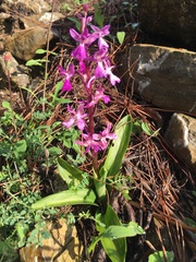 Orchis anatolica