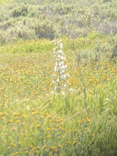 Pinoche creek larkspur
